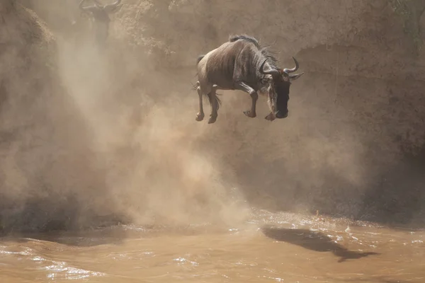 Grote Wildebeest Migratie Foto Van Dieren Het Wild — Stockfoto