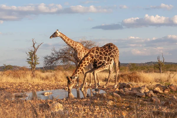 Giraffen Der Savanne Bild Der Tierwelt Afrika — Stockfoto