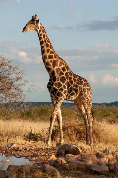 Jirafa Savanna Imagen Vida Silvestre África — Foto de Stock