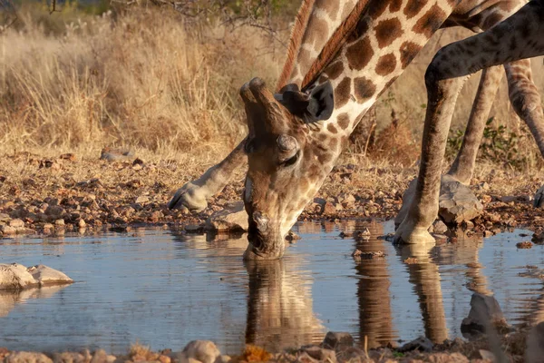 Giraffa Sta Bevendo Acqua Immagine Della Fauna Selvatica — Foto Stock