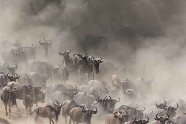 Imagem Vida Selvagem Grande Migração Gnus — Fotografia de Stock