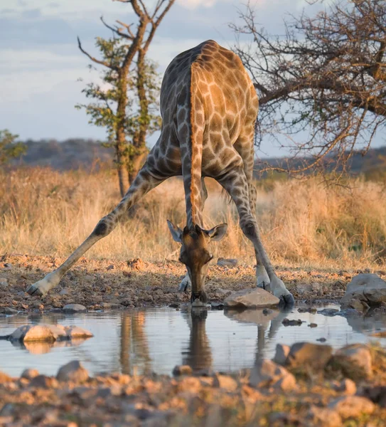 Giraffa Sta Bevendo Acqua Immagine Della Fauna Selvatica — Foto Stock