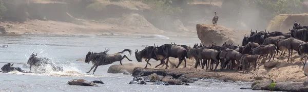 동물의 그림입니다 아프리카입니다 Wildebeests 마이그레이션입니다 동물의 그림입니다 아프리카 — 스톡 사진