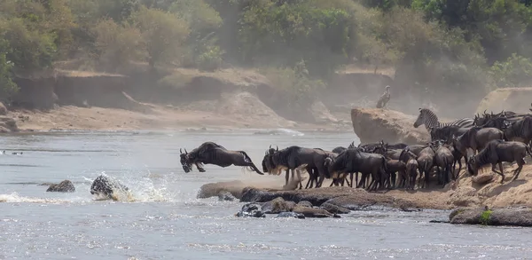 Foto Della Fauna Selvatica Africa Grandi Wildebeests Migrazione Immagine Della — Foto Stock