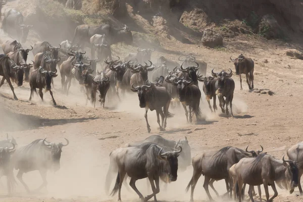 Imagem Vida Selvagem Grande Migração Gnus — Fotografia de Stock