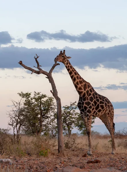 Giraffe Савана Зображення Дикої Природи Африка — стокове фото