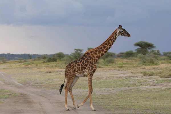 Girafe Dans Savane Image Faune Afrique — Photo