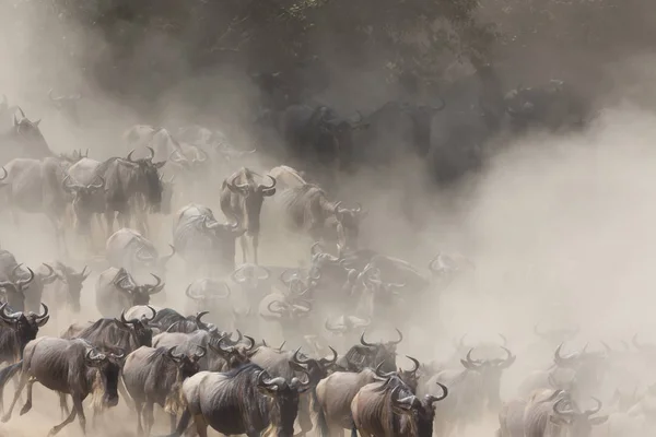 Imagem Vida Selvagem Grande Migração Gnus — Fotografia de Stock