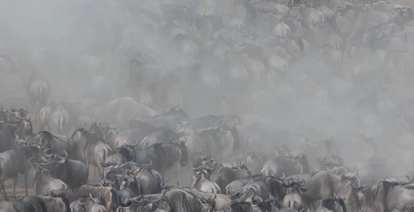 Wildebeests 마이그레이션입니다 동물의 — 스톡 사진