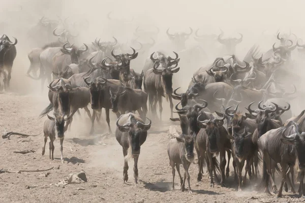 Yaban Hayatı Resim Büyük Antiloplar Göç — Stok fotoğraf