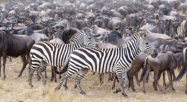 Imagem Vida Selvagem Grandes Gnus Zebras — Fotografia de Stock