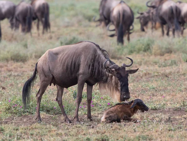 동물의 그림입니다 새로운 태어난된 새끼와 어머니 Wildebeests — 스톡 사진