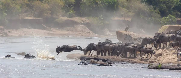 Imagen Vida Silvestre África Great Wildebeests Migration Imagen Vida Silvestre — Foto de Stock