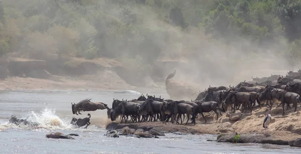 Imagen Vida Silvestre África Great Wildebeests Migration Imagen Vida Silvestre — Foto de Stock