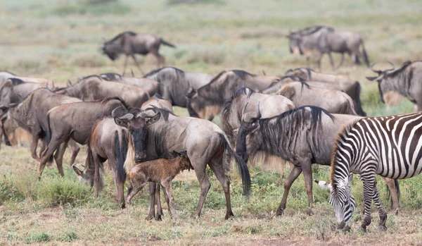 Imagem Vida Selvagem Migração Gnus — Fotografia de Stock