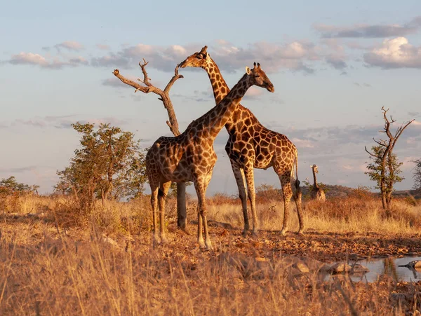 Jirafas Sabana Imagen Vida Silvestre África — Foto de Stock