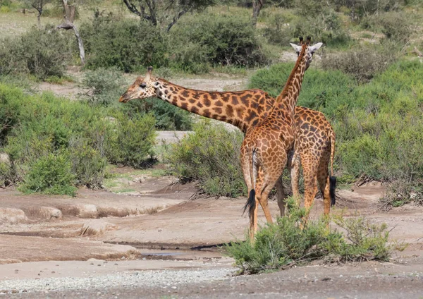 Zürafalar Savana Içinde Yaban Hayatı Resim Afrika — Stok fotoğraf