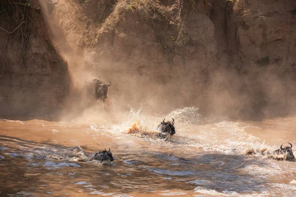 素晴らしいヌーの移行 野生動物の写真 アフリカ — ストック写真