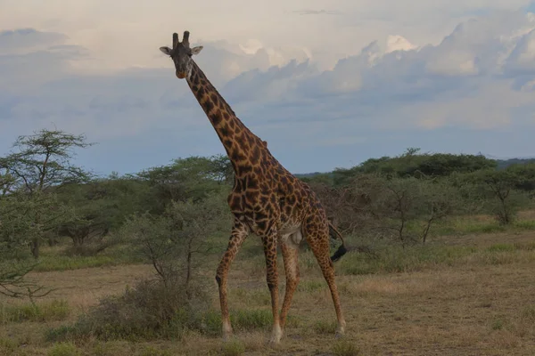 Giraf Savanne Foto Van Dieren Het Wild Afrika — Stockfoto