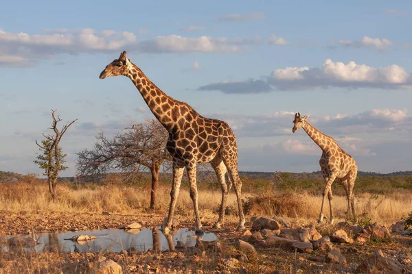Žirafy Savaně Obrázek Divoké Zvěře Afrika — Stock fotografie