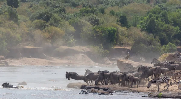Gambar Satwa Liar Afrika Great Wildebeests Migrasi Gambar Satwa Liar — Stok Foto