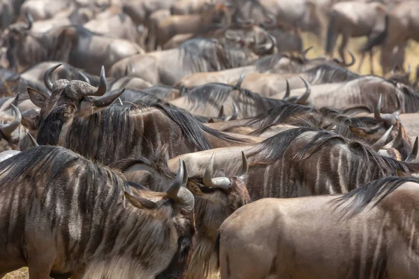 Imagem Vida Selvagem Grande Migração Gnus — Fotografia de Stock