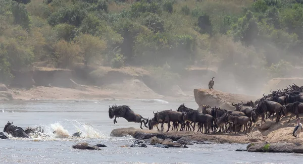 Foto Della Fauna Selvatica Africa Grandi Wildebeests Migrazione Immagine Della — Foto Stock