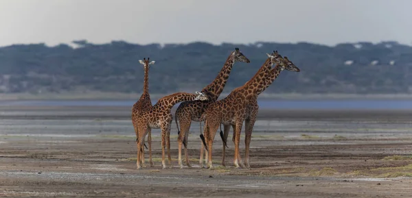 サバンナのキリン 野生動物の写真 短い距離と優れた光で作られた写真 — ストック写真