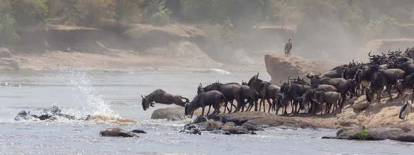 동물의 그림입니다 아프리카입니다 Wildebeests 마이그레이션입니다 동물의 그림입니다 아프리카 — 스톡 사진