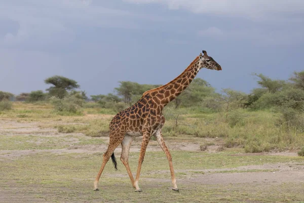 Giraf Savanne Foto Van Dieren Het Wild Afrika — Stockfoto