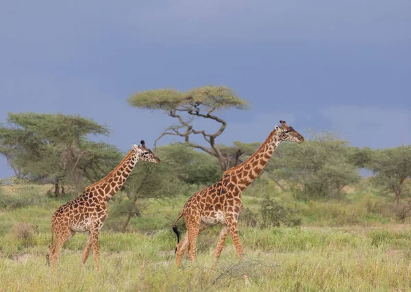 Jirafas Sabana Imagen Vida Silvestre África — Foto de Stock