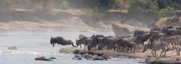 Image Faune Afrique Great Wildebeests Migration Image Faune Afrique — Photo