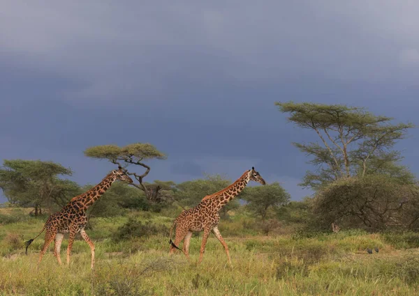 Girafes Savane Image Faune Afrique — Photo