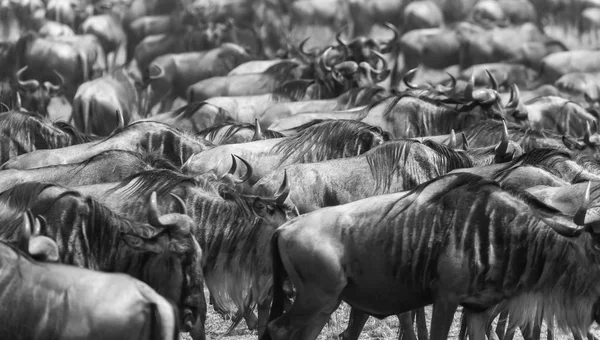 Imagem Vida Selvagem Grande Migração Gnus — Fotografia de Stock