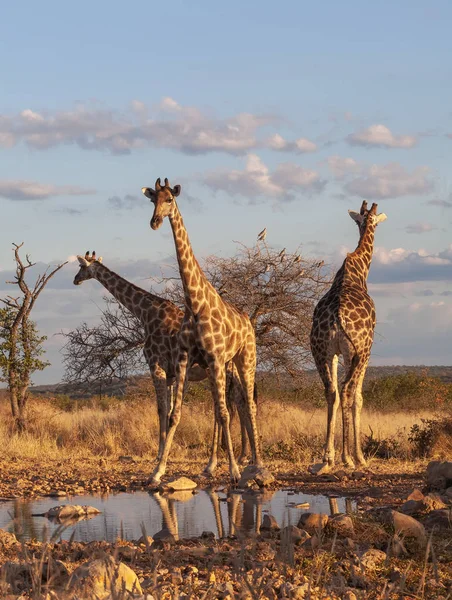 Giraffen Der Savanne Bild Der Tierwelt Afrika — Stockfoto