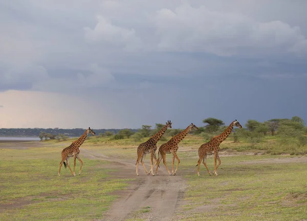 Zürafalar Savana Içinde Yaban Hayatı Resim Kısa Mesafe Mükemmel Işık — Stok fotoğraf