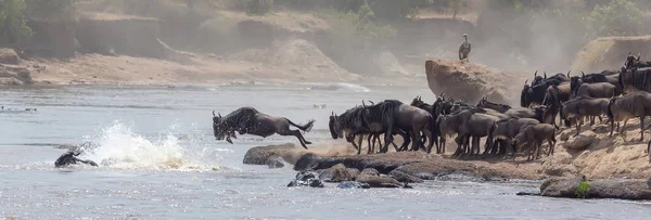 동물의 그림입니다 아프리카입니다 Wildebeests 마이그레이션입니다 동물의 그림입니다 아프리카 — 스톡 사진