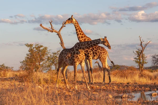 Жирафы Саванне Изображение Дикой Природы Африка — стоковое фото
