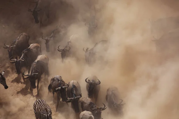 Great Wildebeests Migration Imagen Vida Silvestre África — Foto de Stock