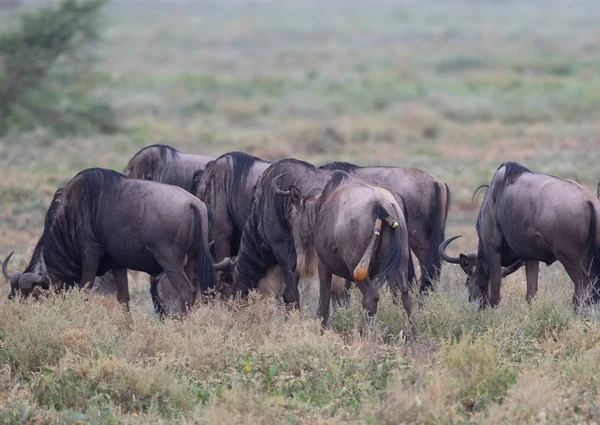 Mare Της Γκνου Wildebeest Είναι Έτοιμη Για Γέννηση Του Μόσχου — Φωτογραφία Αρχείου