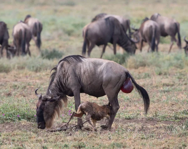 Imagine Faunei Sălbatice Puiul Nou Născut Mama Wildebeests — Fotografie, imagine de stoc