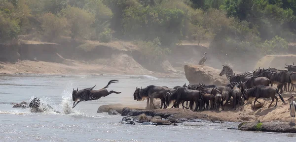 Foto Della Fauna Selvatica Africa Grandi Wildebeests Migrazione Immagine Della — Foto Stock