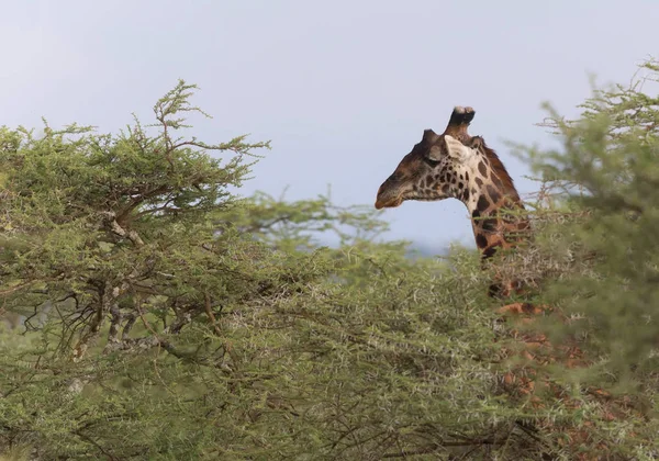 Giraffe Savanna Picture Wildlife Africa — Stock Photo, Image