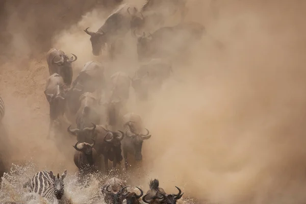 Grote Gnoes Migratie Foto Van Dieren Het Wild — Stockfoto