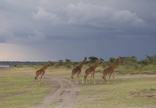 Giraffen Savanne Foto Van Dieren Het Wild Foto Gemaakt Met — Stockfoto