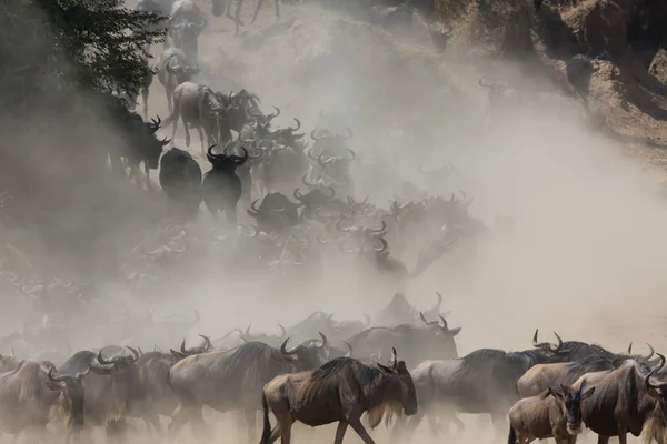 Bild Der Tierwelt Große Gnus Wanderung — Stockfoto