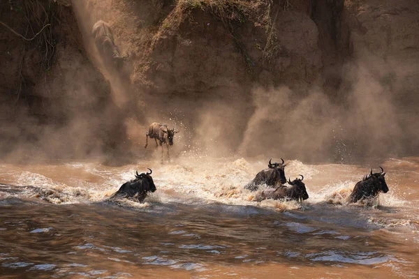 Great Wildebeests Migrasi Gambar Satwa Liar Afrika — Stok Foto