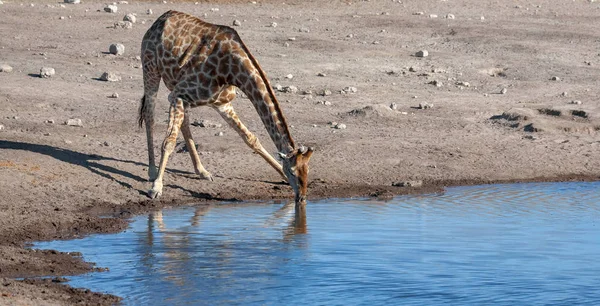 Giraffa Sta Bevendo Acqua Immagine Della Fauna Selvatica — Foto Stock