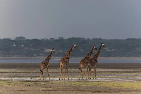 Jirafas Sabana Imagen Vida Silvestre Foto Hecha Con Corta Distancia — Foto de Stock