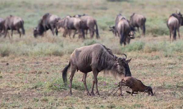 Picture of wildlife. New born cub and mother  Wildebeests